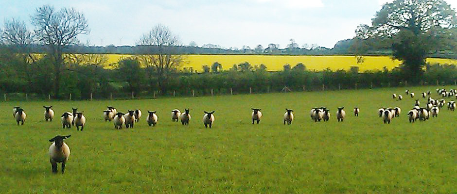 Lavendon Suffolk Sheep