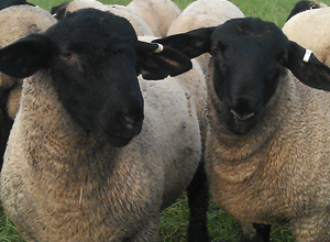 Lavendon Suffolk Sheep